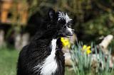 CHIEN NU CHINOIS 046